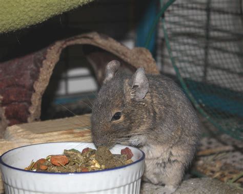 Are Degus Good Pets? | UK Pets