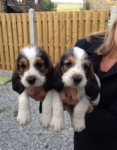 G#md#mcause they're so cute and fluffy with shiny coats. Wonderful Gbgv puppies looking for forever homes | Sheffield, South Yorkshire | Pets4Homes