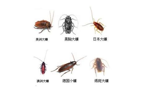 螂蜩(蝉的一种。 体长七八分, 色黑, 杂黄绿斑纹, 腹部面有白粉, 翅无色透明); 蟑螂的危害，盘点最全的蟑螂防治方法【帮帮百科】