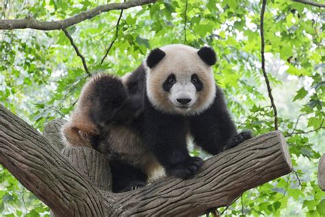 ¿cómo Ha Conseguido El Panda Gigante Salvarse De La Extinción Yo Animal