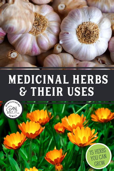 15 Medicinal Herbs To Grow And Their Common Uses