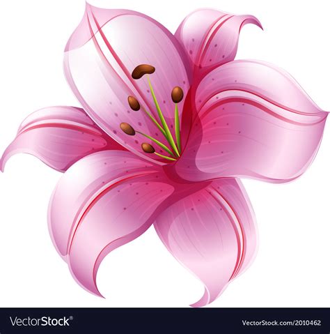 A Pink Lily Flower Royalty Free Vector Image Vectorstock