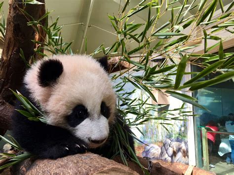 Panda Updates Monday April 3 Zoo Atlanta