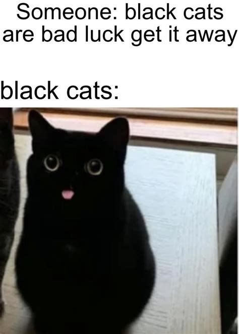46 Dumb Cat Memes For The Feline Fiends Funny Animal Jokes Funny Cute