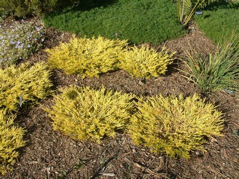 Plant in sun to light shade with good drainage and irrigate regularly to occasionally. Coleonema pulchellum 'Sunset Gold'