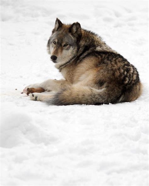 Beardsley Zoo Celebrates The Wolf