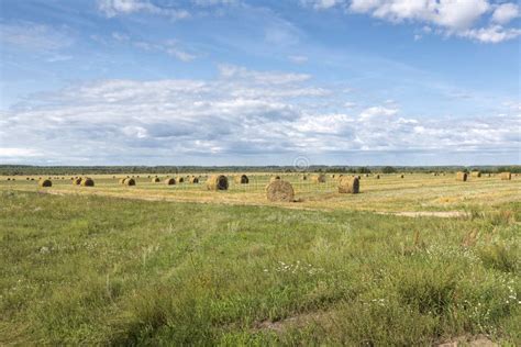 Typical Summer Landscape In Belarus Stock Image Image Of Crop