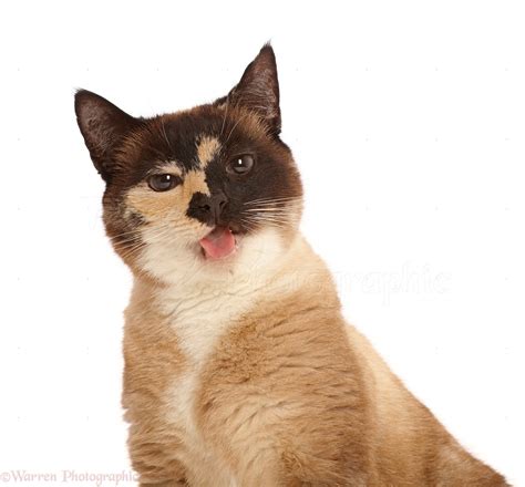Chocolate Tortie Snowshoe Cross Cat Tongue Out Photo Wp48601