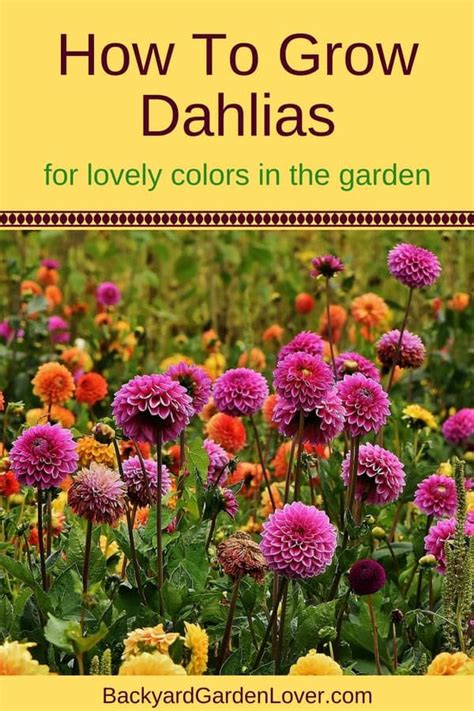 How To Grow Dahlias For Lovely Colors In The Garden Growing Dahlias