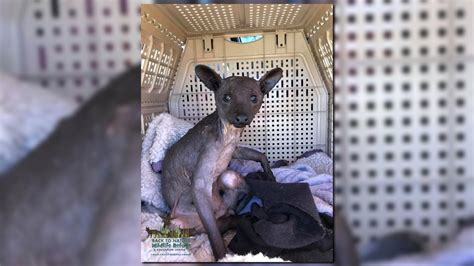 Mysterious Hairless Raccoon Found In Florida Has Died Rescue Says