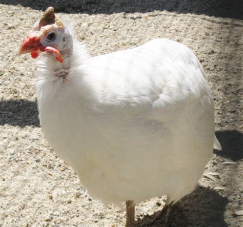 White African Guinea Fowl For Sale Cackle Hatchery