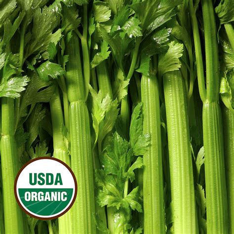 Organic Celery Seeds Organic Tall Utah