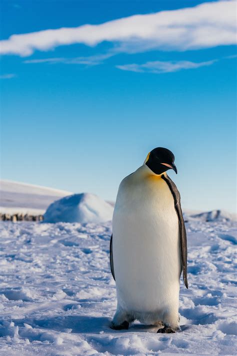 Emperor Penguins Are The Largest Penguins In The World They Can Dive