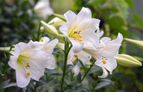 Easter Lily Flower