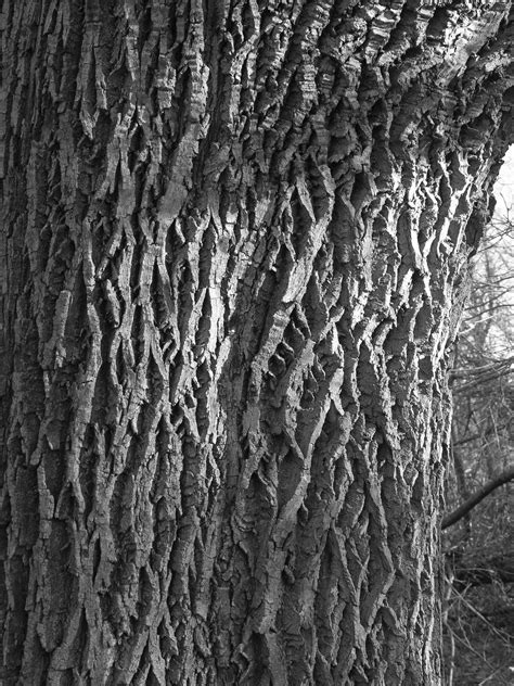 Draw Realistic Tree Bark Textures Smooth And Rough Carols Drawing Blog