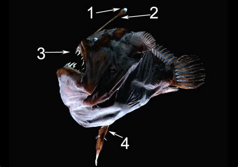 Black Devil Deep Sea Anglerfish