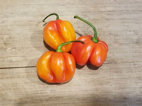 Hot Pepper ‘trinidad Red Congo Habanero Seeds Certified Organic