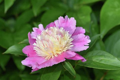 Pink And White Peony Photograph By Robert Tubesing Fine Art America