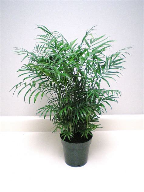 Maybe you would like to learn more about one of these? Miami Tropical Plants - Tropical Plant Company in Miami