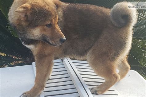 Akc champion parents and blood line. Sheldon: Shiba Inu puppy for sale near San Diego, California. | 0079c972-6d31