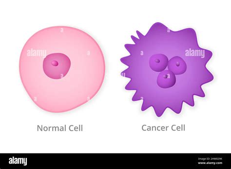 Normal And Cancer Cell Stock Vector Image And Art Alamy