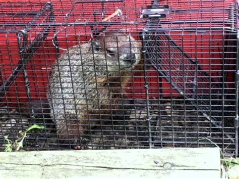 Woodchuck Trapping Humane Wildlife Removal