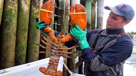 Giant Lobster In Canada Seafood Catch And Cook In The Maritimes Best