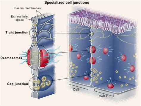 Intercellular Junction