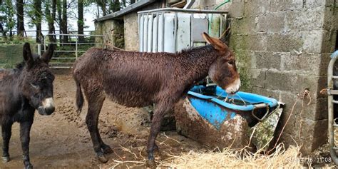 News Irish Donkey Herd Saved From Squalor The Donkey Sanctuary