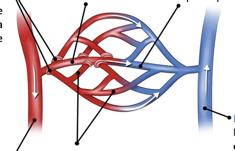 Organization Of Capillaries Into Capillary Beds Diagram Quizlet