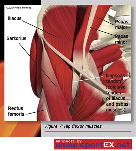 Human muscle system, the muscles of the human body that work the skeletal system, that are under voluntary control, and that are concerned with movement, posture, and balance. Hip flexor muscles | Flickr - Photo Sharing!