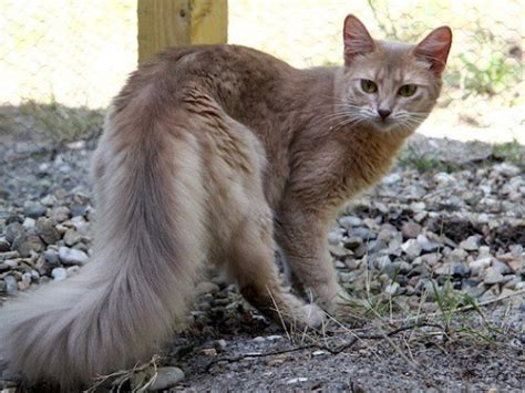 23 Beautiful And Lovely Long Haired Cat Breeds Will Make You Gush Cat