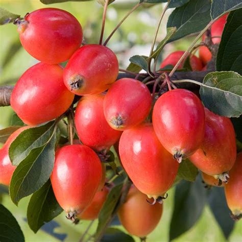 An apple tree without fruit may not be getting enough sun or water. Blog : Pomona Fruits