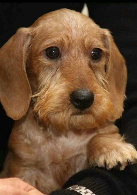 I have miniature wirehair dachshunds puppies occasionally available for sale. 13 best Silky-Wirehaired Dachshunds images on Pinterest | Dachshund dog, Dachshunds and Doggies