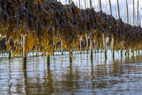 Could Seaweed Farming Help Restore Our Oceans