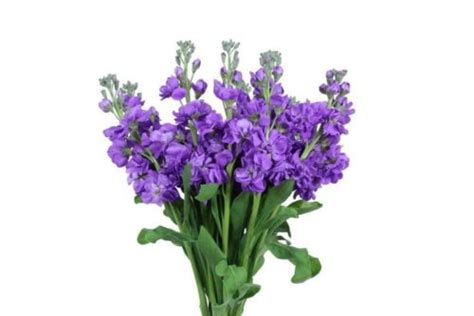 Purple Stock Flower 10 Bunch Bulk Wholesale Flowers In Bulk