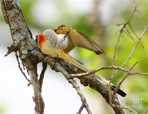 43 Best Scissor Tailed Flycatcher Birdtexas Bird Of Paradise