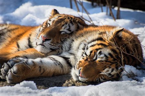 Two Tigers Tiger Sleeping Relaxing Animals Hd Wallpaper Wallpaper