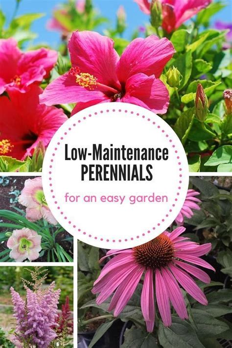 Try Growing These Low Maintenance Perennials For A Beautiful Yet Eas