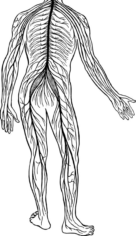 Central Nervous System Coloring Page Sketch Coloring Page