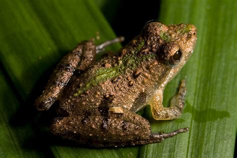 Acris Gryllus Dorsalis Florida Cricket Frog