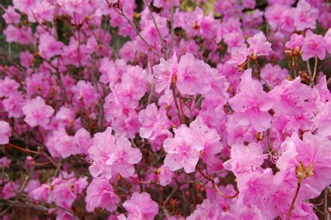 Filekorean Rhododendron Rhododendron Mucronulatum Wheeldon Pink