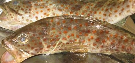 Ikan merupakan antara sumber protein yang terbaik. Ikan Mata Besar Masak Kicap - hybrid art
