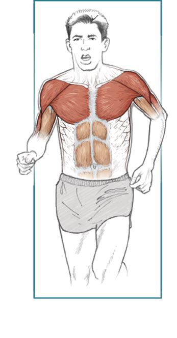 Upper Torso - Running Anatomy (Sports Anatomy)