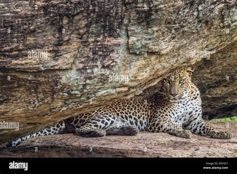 Leopard On A Rock The Female Of Sri Lankan Leopard Scientific Name