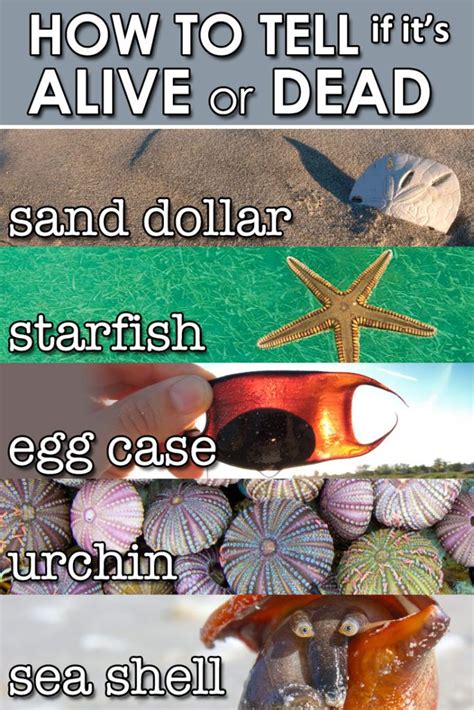 How To Tell If A Sand Dollar Is Alive