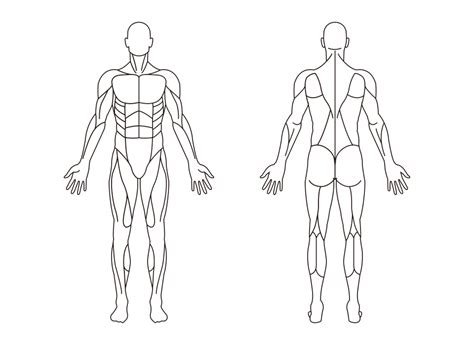 Male Muscle Bare Free Vector Graphic On Pixabay