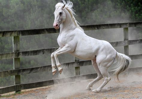 White Stallion Rearing