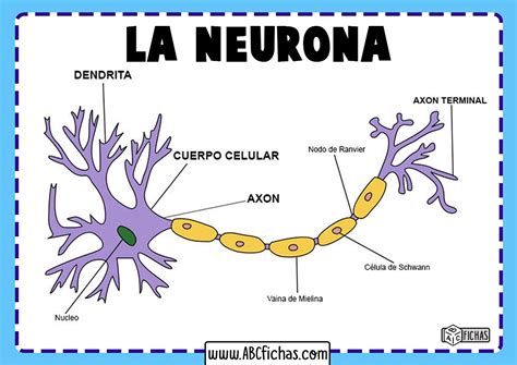 Partes De Una Neurona Abc Fichas
