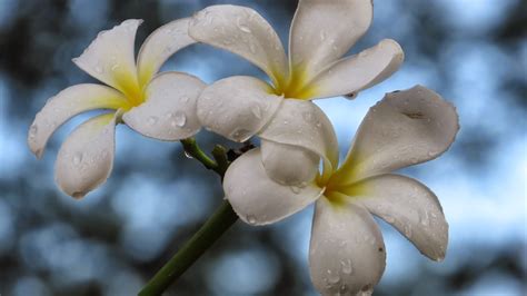 Photography With Dr Ernie Plumeria Alba White Kalachuchi